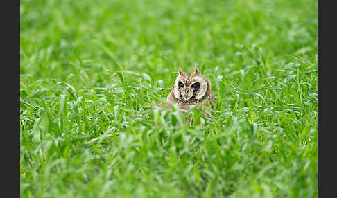 Kapohreule sspec. (Asio capensis tingitanus)