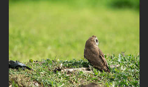 Kapohreule sspec. (Asio capensis tingitanus)