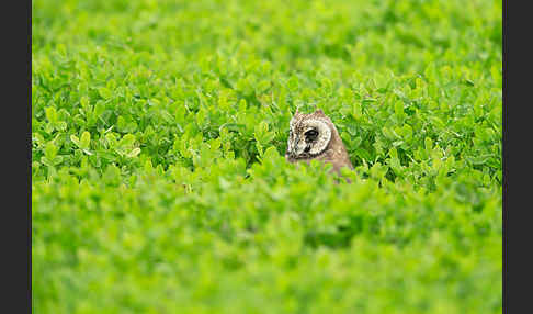 Kapohreule sspec. (Asio capensis tingitanus)