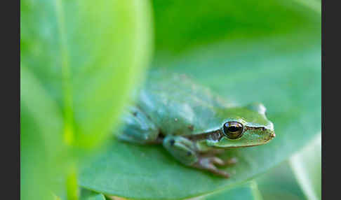 Mittelmeerlaubfrosch (Hyla meridionalis)
