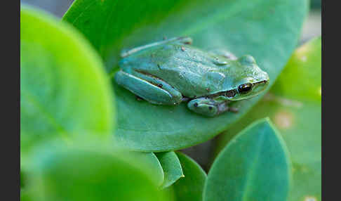 Mittelmeerlaubfrosch (Hyla meridionalis)