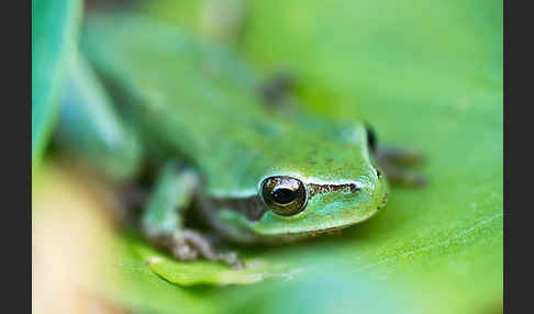 Mittelmeerlaubfrosch (Hyla meridionalis)