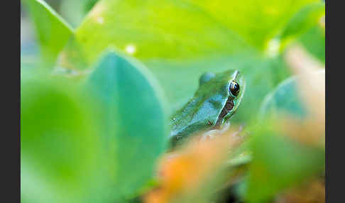 Mittelmeerlaubfrosch (Hyla meridionalis)