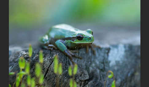 Mittelmeerlaubfrosch (Hyla meridionalis)