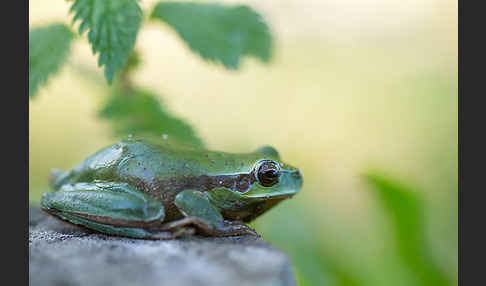 Mittelmeerlaubfrosch (Hyla meridionalis)