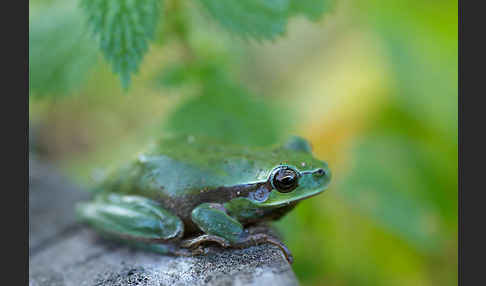 Mittelmeerlaubfrosch (Hyla meridionalis)