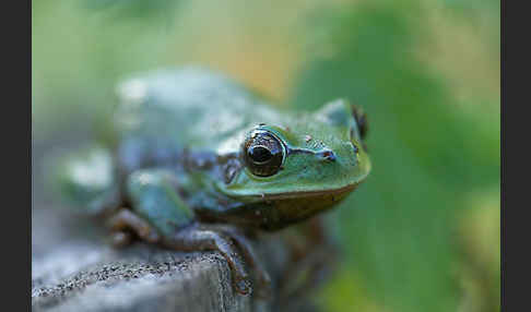 Mittelmeerlaubfrosch (Hyla meridionalis)