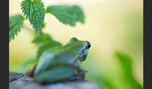 Mittelmeerlaubfrosch (Hyla meridionalis)