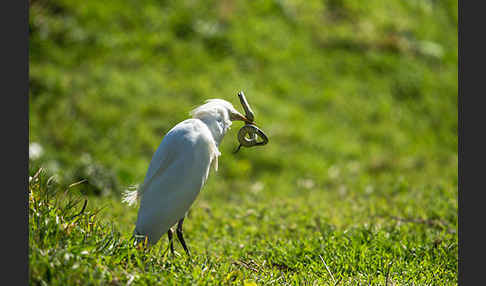 Kuhreiher (Bubulcus ibis)