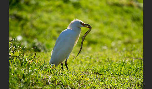 Kuhreiher (Bubulcus ibis)