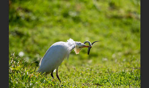 Kuhreiher (Bubulcus ibis)