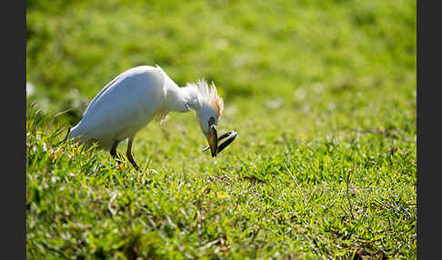 Kuhreiher (Bubulcus ibis)