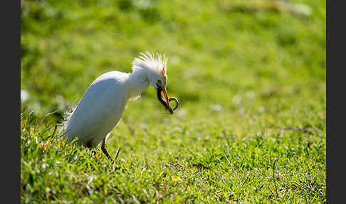 Kuhreiher (Bubulcus ibis)