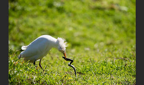 Kuhreiher (Bubulcus ibis)