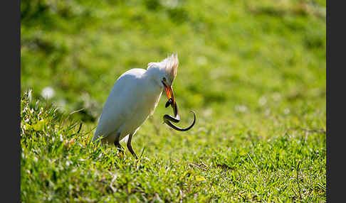 Kuhreiher (Bubulcus ibis)