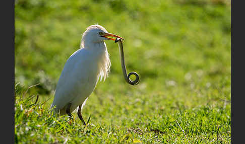 Kuhreiher (Bubulcus ibis)