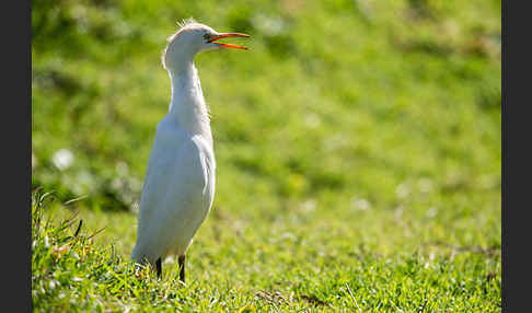 Kuhreiher (Bubulcus ibis)