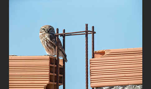 Steinkauz (Athene noctua)