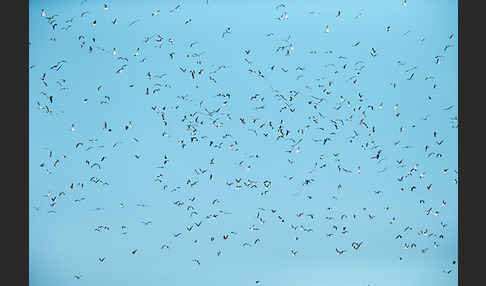 Mittelmeermöwe (Larus michahellis)