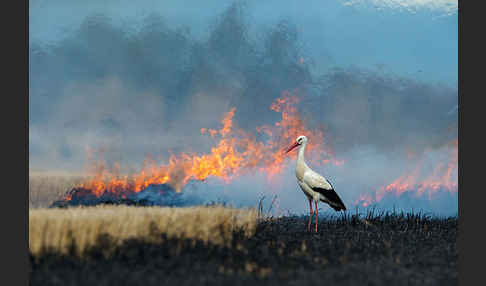 Weißstorch (Ciconia ciconia)