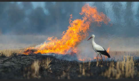 Weißstorch (Ciconia ciconia)