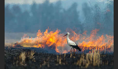 Weißstorch (Ciconia ciconia)