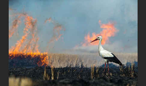 Weißstorch (Ciconia ciconia)