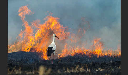 Weißstorch (Ciconia ciconia)