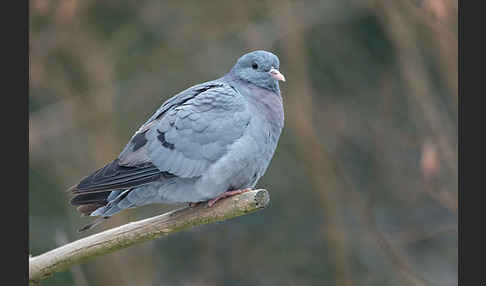 Hohltaube (Columba oenas)