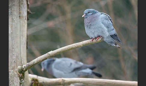 Hohltaube (Columba oenas)