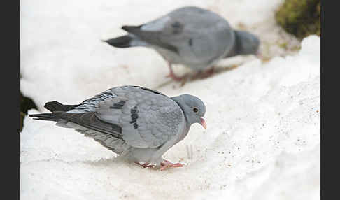 Hohltaube (Columba oenas)