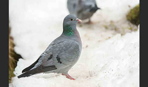 Hohltaube (Columba oenas)