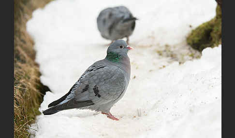 Hohltaube (Columba oenas)