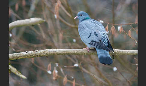 Hohltaube (Columba oenas)