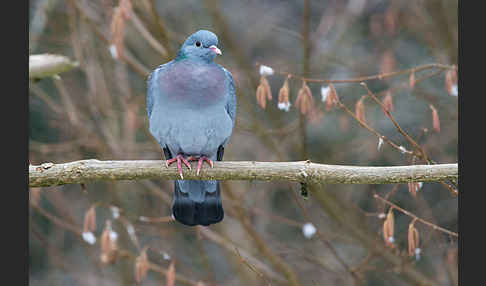 Hohltaube (Columba oenas)