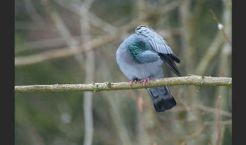 Hohltaube (Columba oenas)