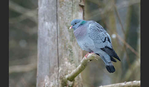 Hohltaube (Columba oenas)