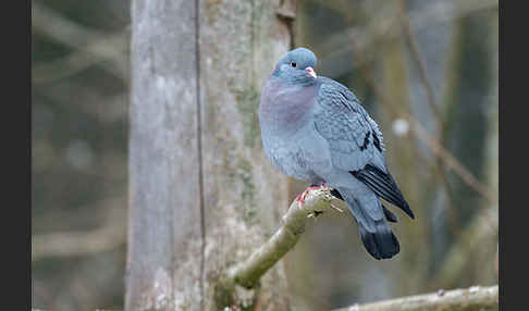 Hohltaube (Columba oenas)