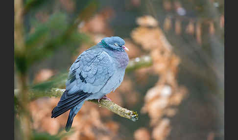 Hohltaube (Columba oenas)