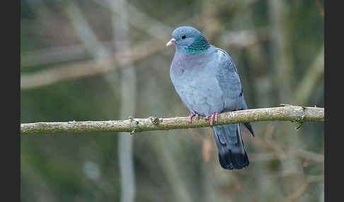 Hohltaube (Columba oenas)