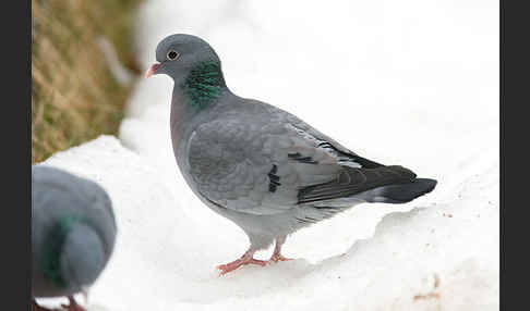 Hohltaube (Columba oenas)