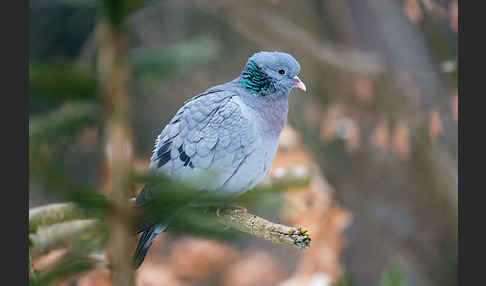 Hohltaube (Columba oenas)