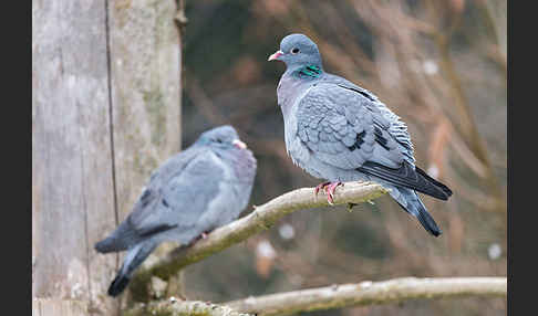 Hohltaube (Columba oenas)