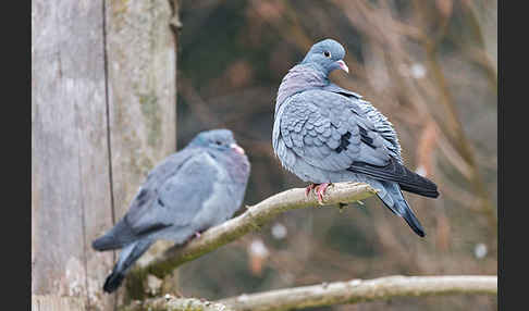 Hohltaube (Columba oenas)