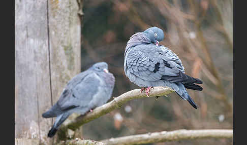 Hohltaube (Columba oenas)