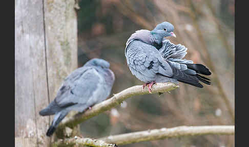 Hohltaube (Columba oenas)