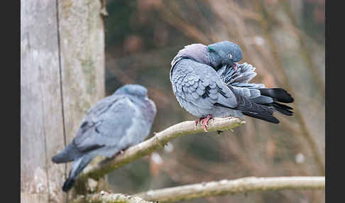 Hohltaube (Columba oenas)