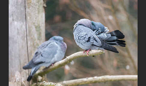 Hohltaube (Columba oenas)