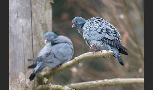 Hohltaube (Columba oenas)