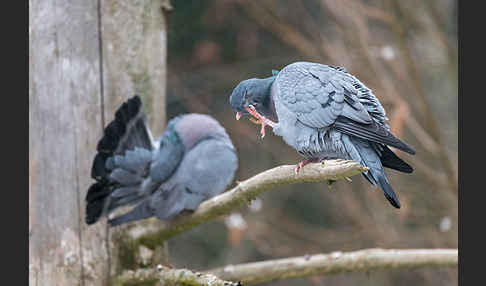 Hohltaube (Columba oenas)